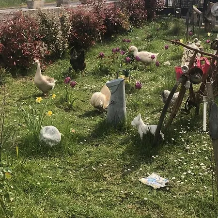 Oda ve Kahvaltı Les De Cathy 3*