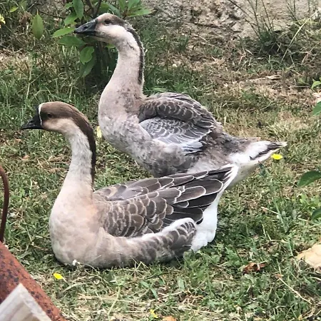 Les De Cathy 3* Murat