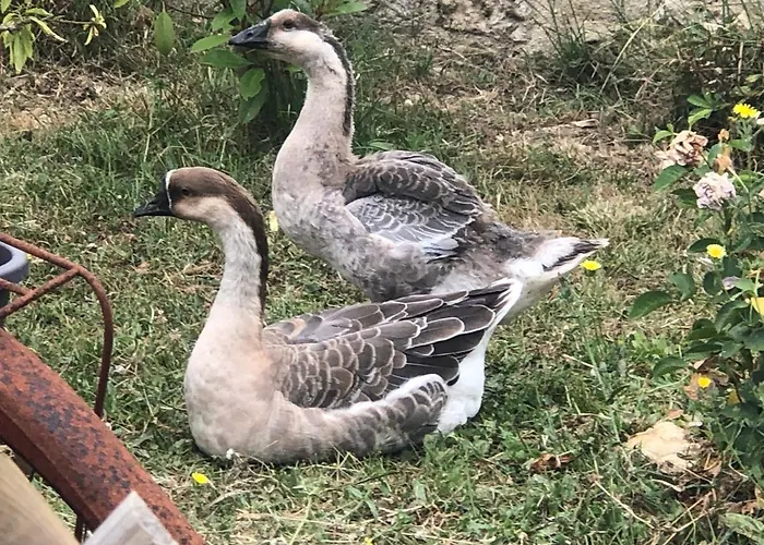 Les De Cathy 3* Murat