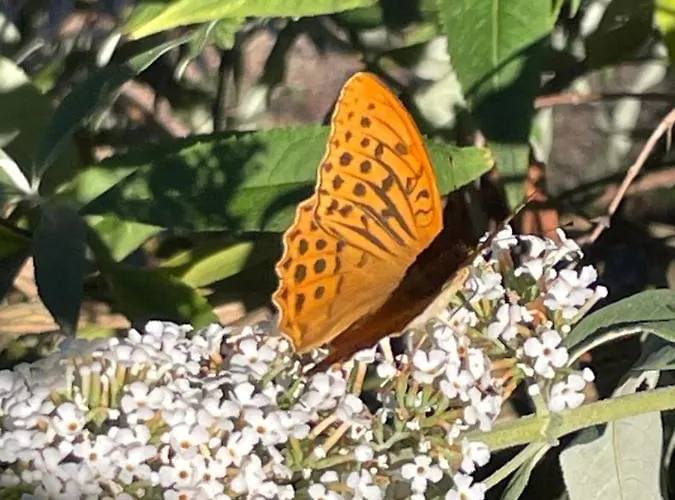 Les De Cathy 3* Murat